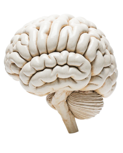 Ուղեղ - Գիտելիքի և փորձի խորհրդանիշ